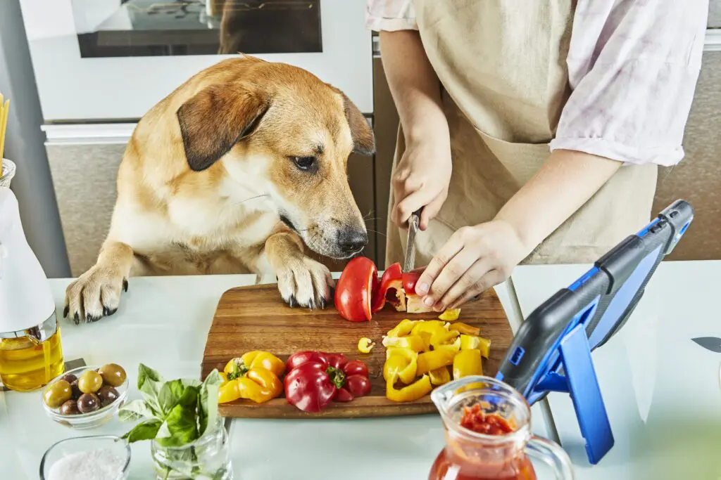 Tại sao nên chon đồ ăn phù hợp với thú cưng