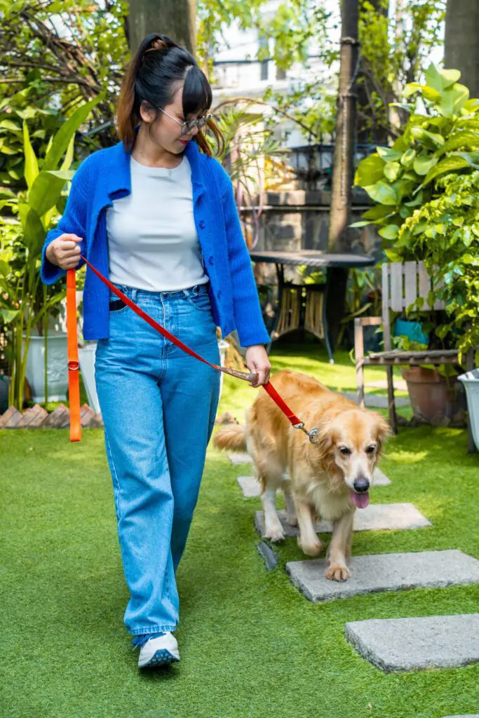 Dây dắt chó mèo linh hoạt