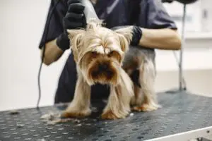 Dịch vụ spa thú cưng và grooming thú cưng ngày càng phổ biến