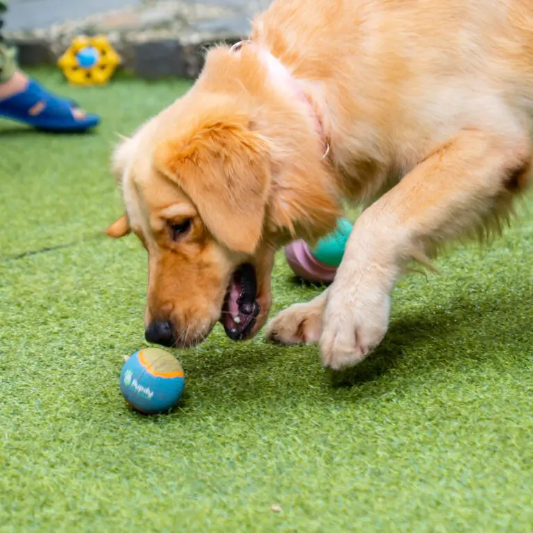 clean pet toys