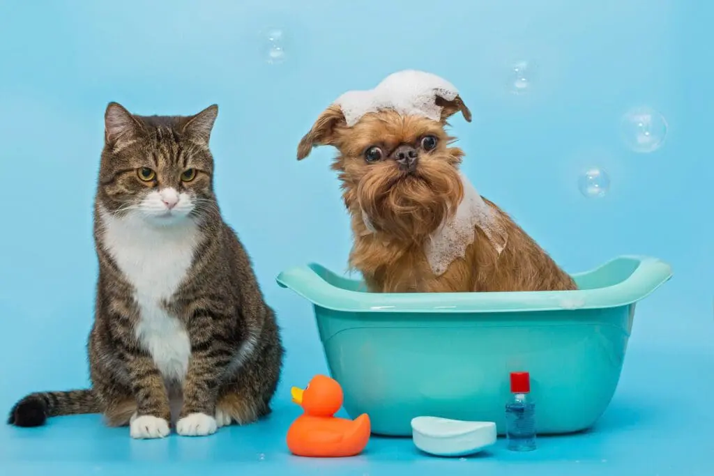 Hướng dẫn cách tắm chó mèo đúng cách tại nhà