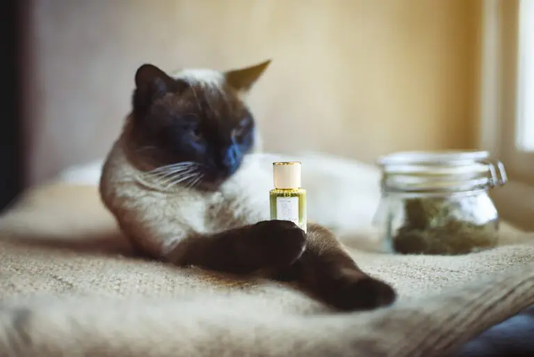 The cosmetics of Pupdy