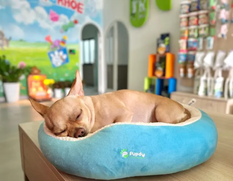 Nệm chó mèo nâng niu giấc ngủ ngon