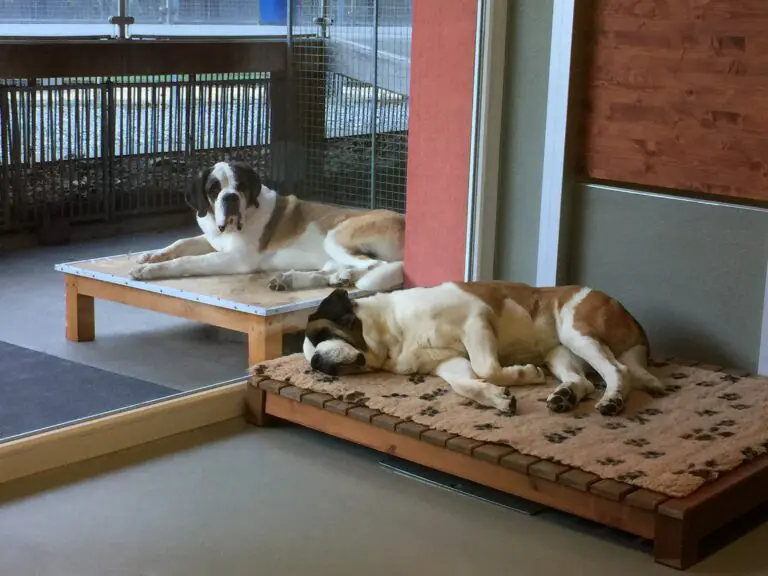 Sắp xếp không gian phù hợp cho thú cưng