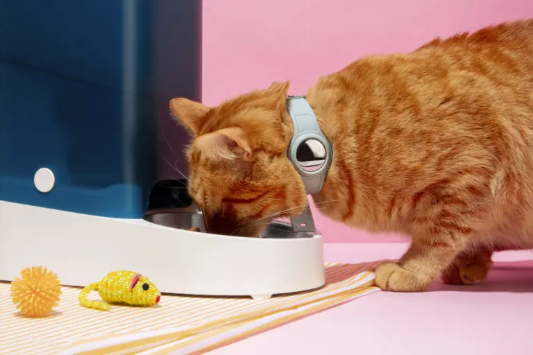 Vòng cổ thông minh