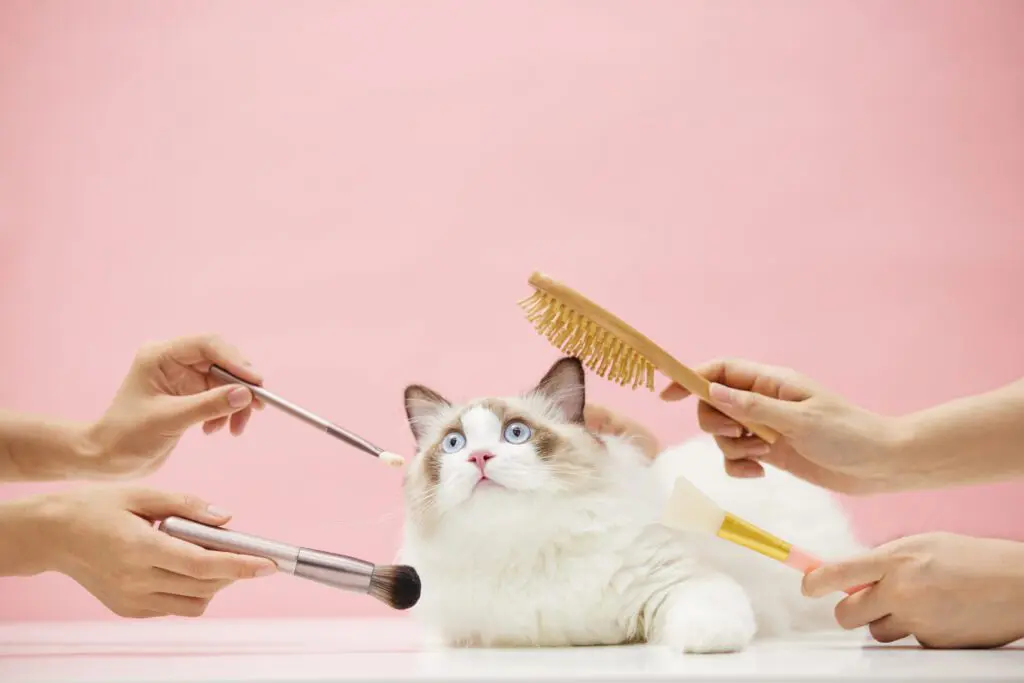 Tại sao dịch spa thú cưng và Grooming thú cưng ngày càng phát triển 2025