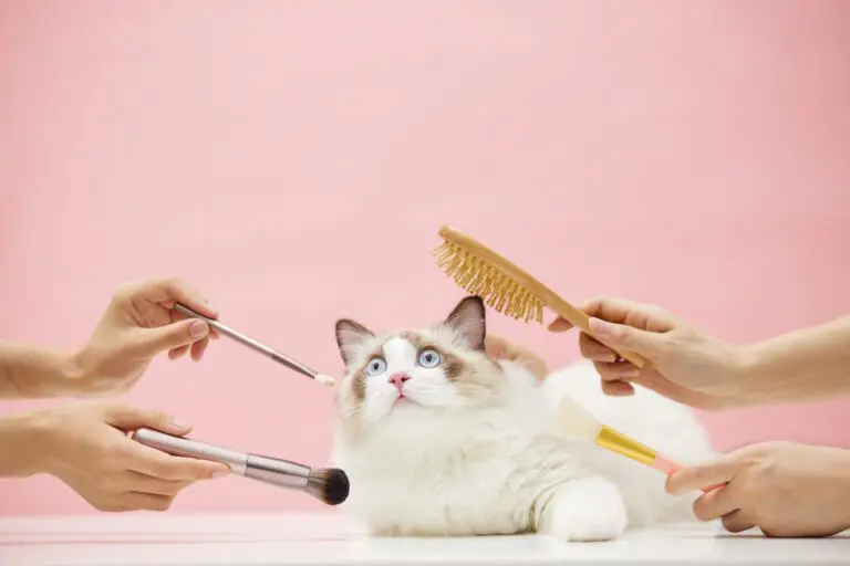 Tại sao dịch spa thú cưng và Grooming thú cưng ngày càng phát triển 2025