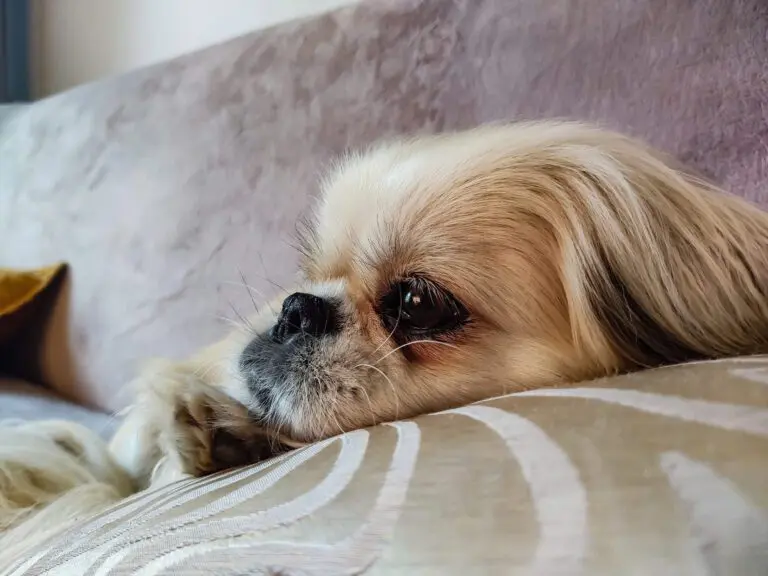 Thời tiết lạnh ảnh hưởng đến da, lông, hệ miễn dịch, toàn thân thú cưng và sức khỏe thú cưng