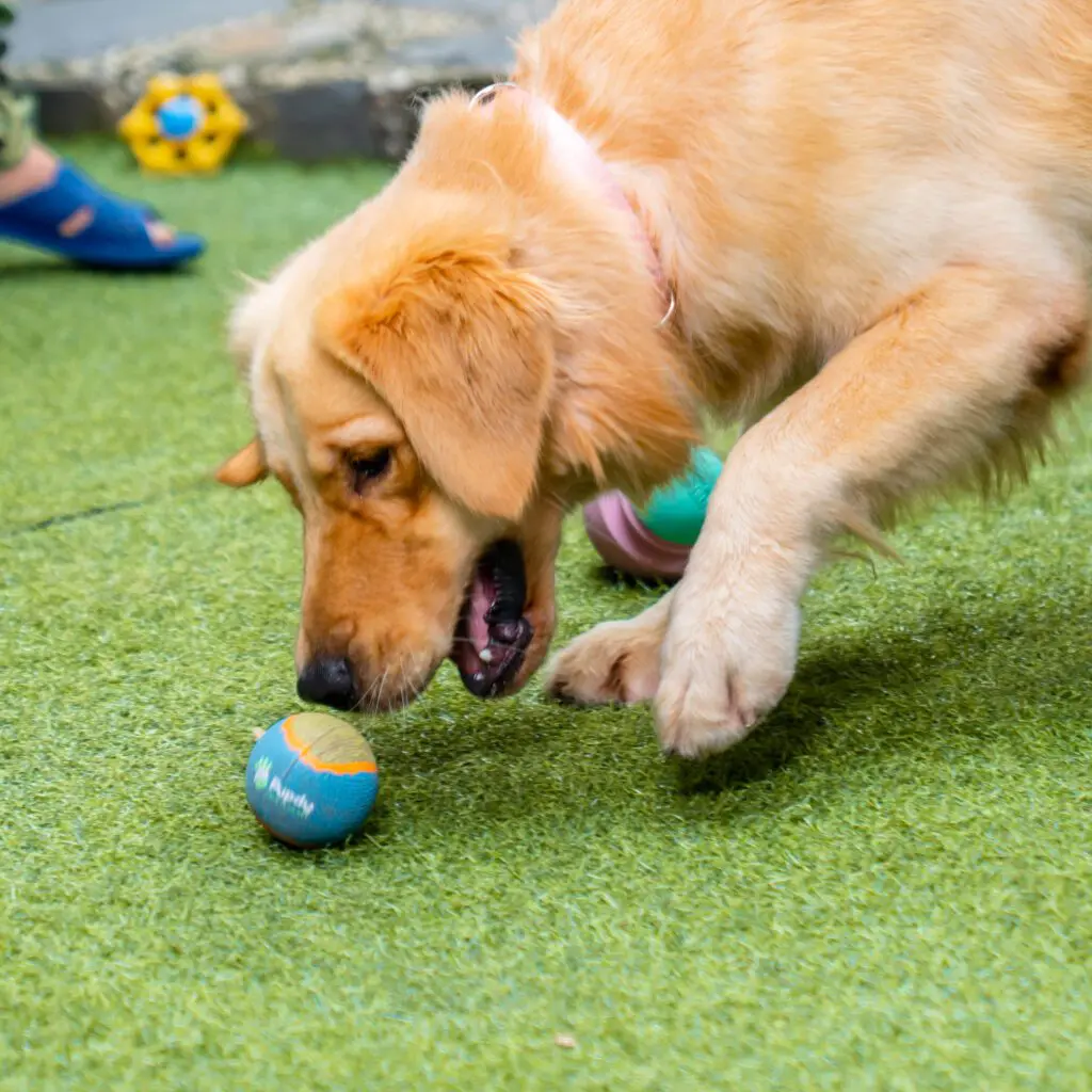 đồ chơi giảm stress cho thú cưng