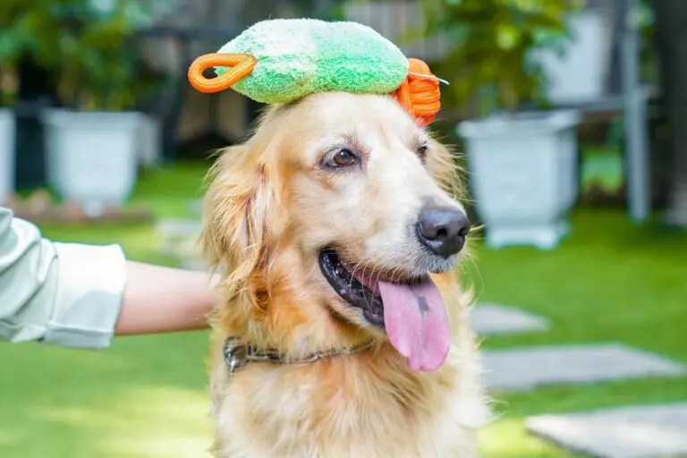 Xu hướng xanh ảnh hưởng đến ngành thú cưng