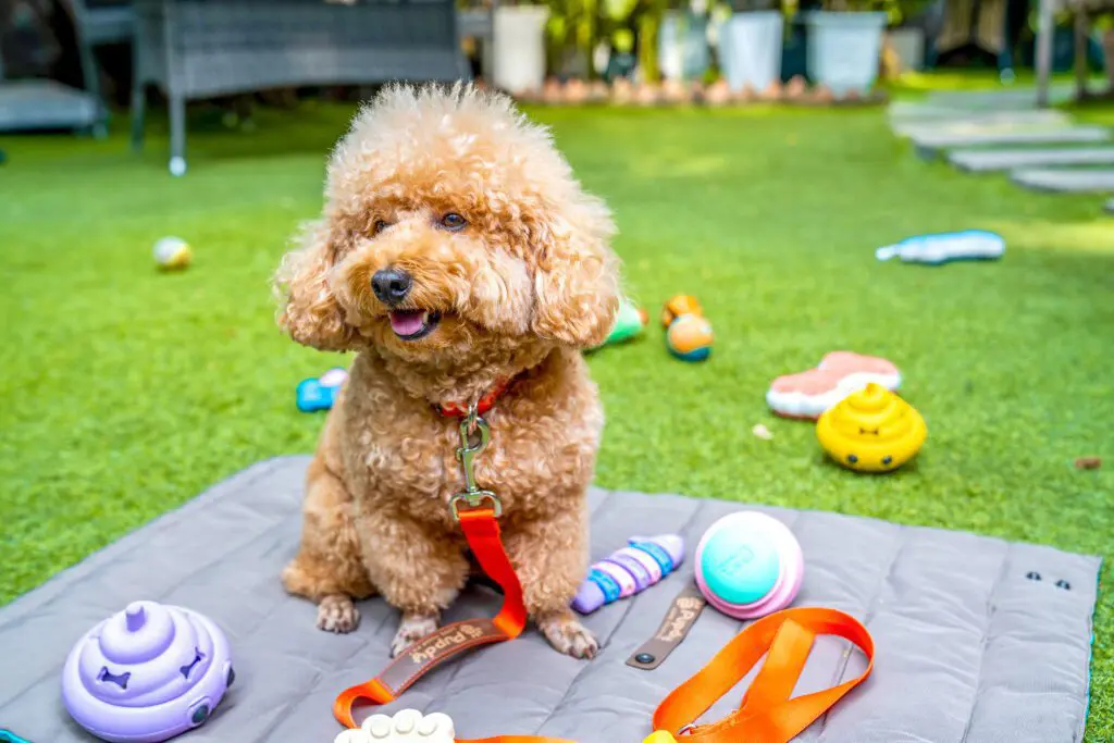 hướng dẫn vệ sinh đồ chơi thú cưng