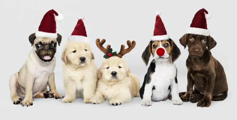 Cách bảo vệ thú cưng trong mùa đông