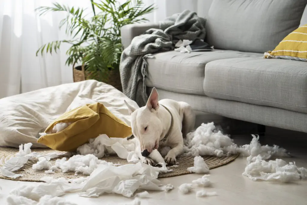 cách xử lý hành vi thú cưng phá phách đồ đạc trong nhà
