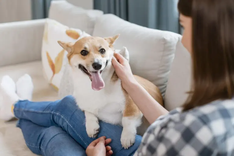 kết luận chăm sóc răng miệng thú cưng