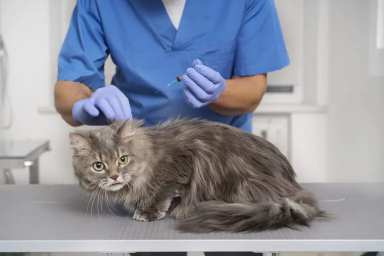 lưu ý khi tiêm phòng cho thú cưng