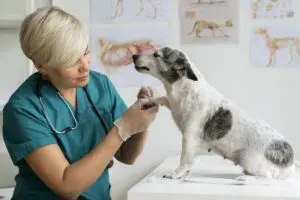 tầm quan trọng của việc chăm sóc thú cưng già