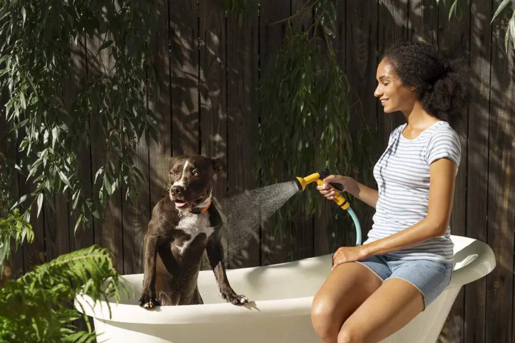 thời tiết nóng cách giữ mát cho thú cưng