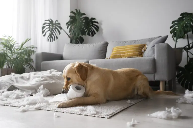xử lý hành vi thú cưng