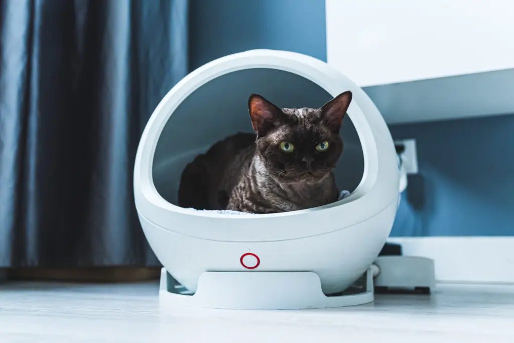 Sự Trỗi Dậy Mạnh Mẽ Của Ngành Grooming Và Xu Hướng Làm Đẹp Thú Cưng