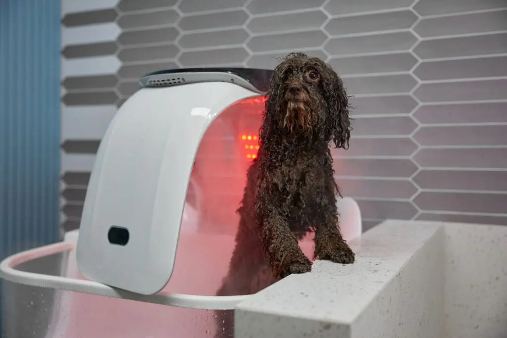 Xu Hướng Smart Grooming