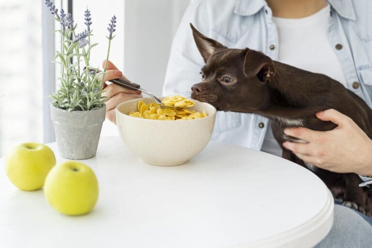 Cách chọn thức ăn an toàn cho thú cưng