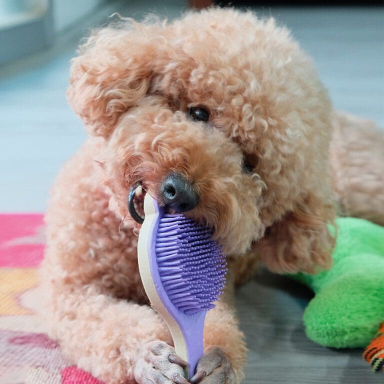 Đồ chơi cho thú cưng có hành vi xấu