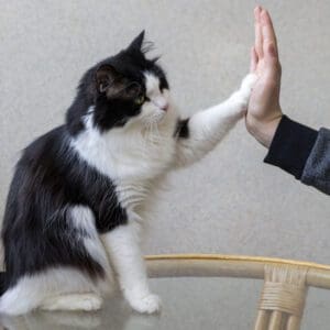 huan-luyen-be-meo-dap-tay