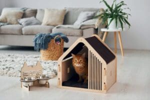 Những yếu tố quan trọng khi chăm sóc thú cưng trong nhà