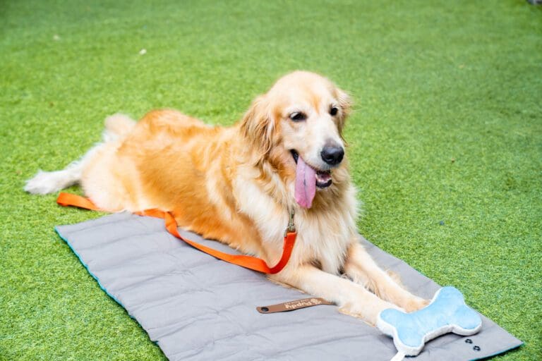 pet accessories
