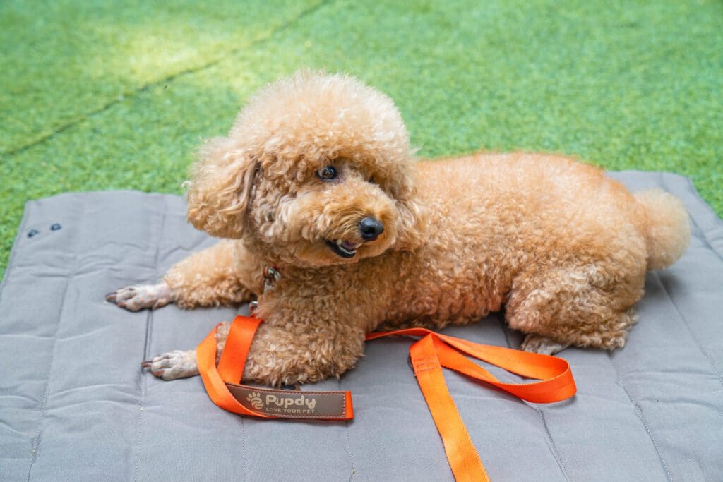 pet accessories