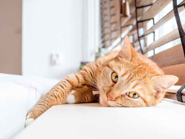 cảm hứng từ cộng đồng