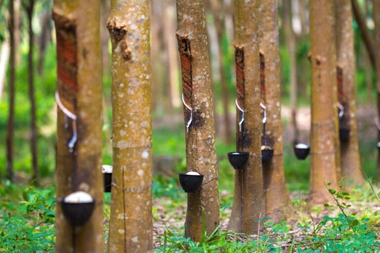 Cao su – Nguồn sống bền vững từ thiên nhiên đến những chiếc banh thân thiện